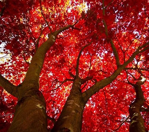 Red Maple Tree - 10-16" Tall Live Plant - Quart Pot - Fast Growing Shade Tree Seedling - Acer rubrum
