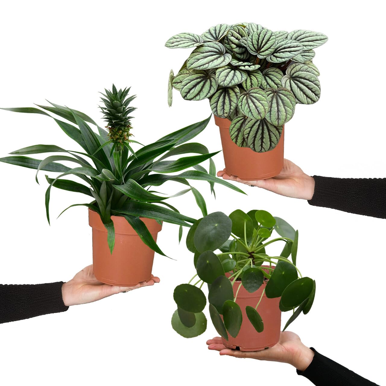 Zimmerpflanzen Einfach Tierlieb | 3er Set für Katzenfreunde | ungiftig & pflegeleicht | Ananas, Pilea und Peperomia | Pflanzen frisch aus der Gärtnerei | tierfreundliche Deko | Green Me Up