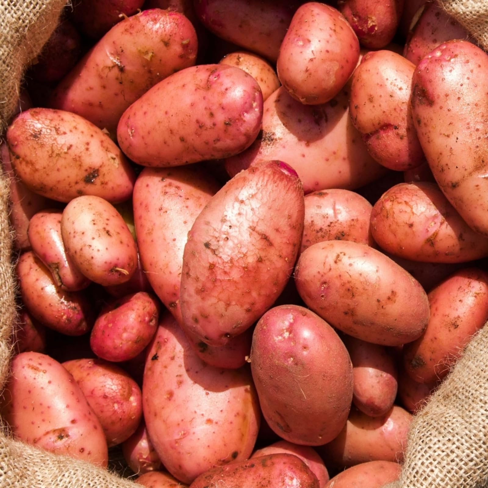 Carbeth Plants - Seed Potatoes Organic Sarpo Mira 1.5kg Bag - Red Skinned Maincrop Tubers - High Yielding Easy to Grow Disease Resistant Variety - Popular All Rounders for Roasting Baking & Mashing