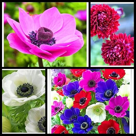 Amazon 生きている緑の植物 庭の装飾 絶妙な切り花 レア アネモネ球根の植え付け 簡単な植え付けとガーデニング 6球根 A 花