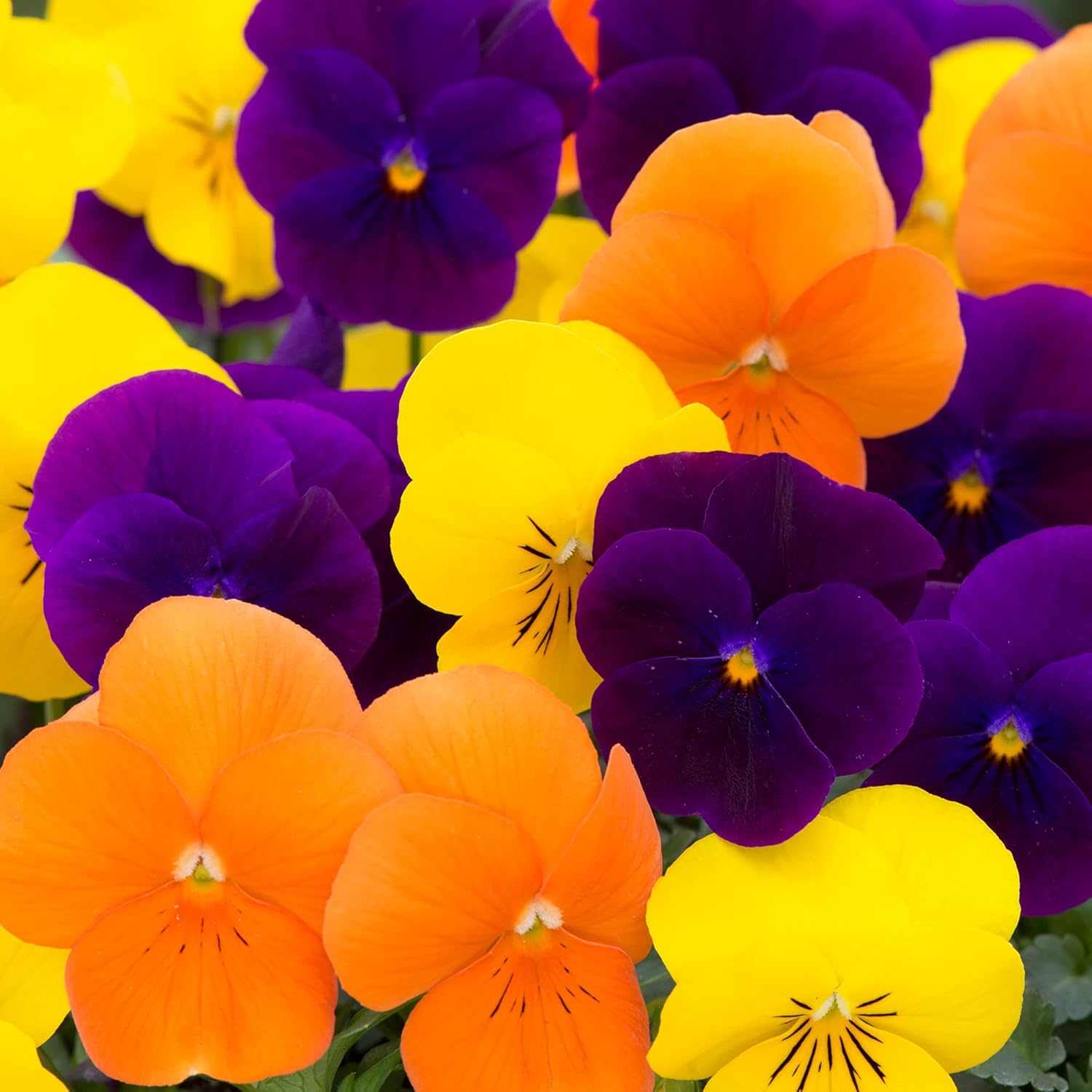 Viola Harvest Mix Vibrant Garden Ready Bedding Plants for Pots