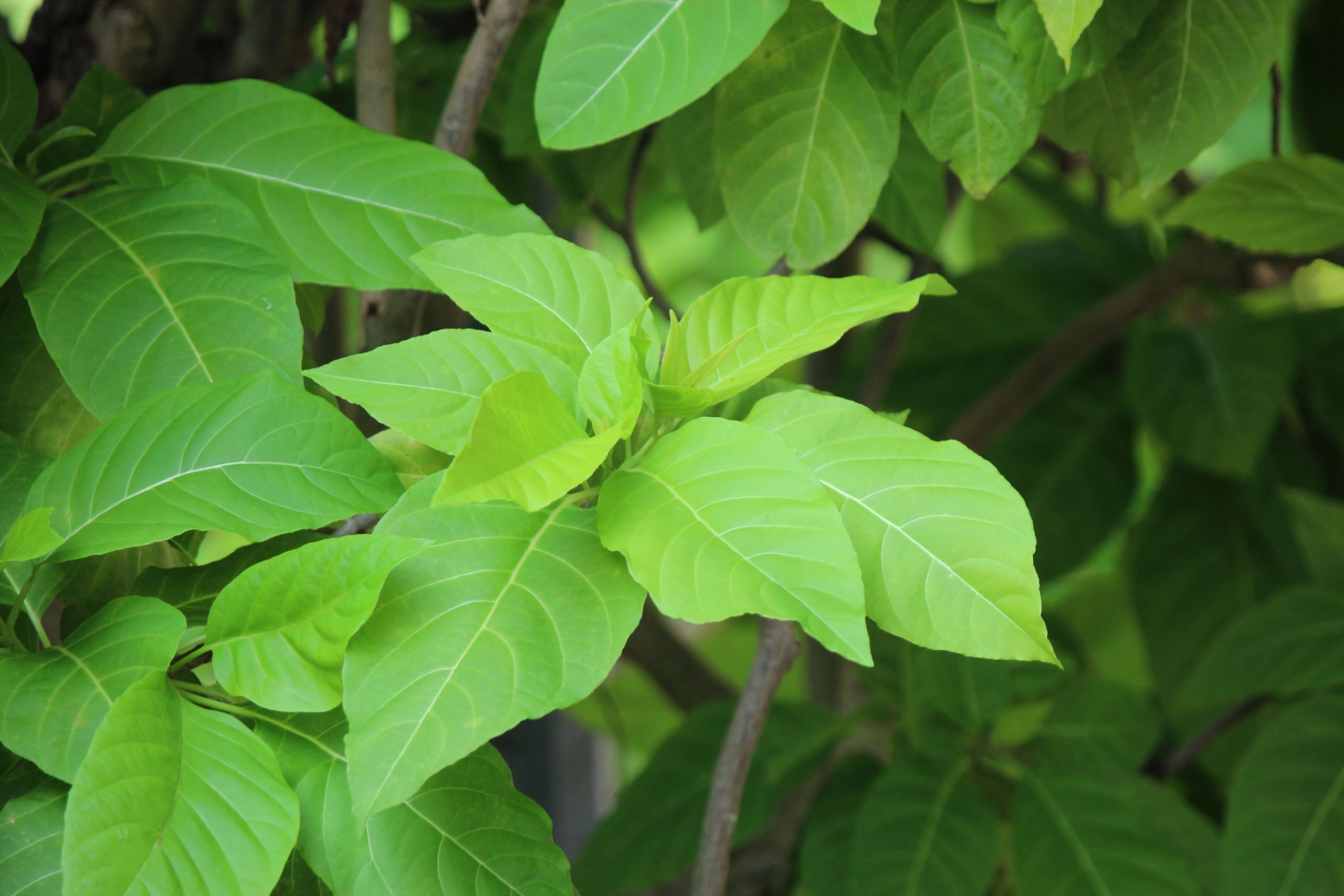 Sandi Keerai/Sundi Keerai/Nachu Kottai Keerai Healthy Live Plant With Safe & Secure Packing