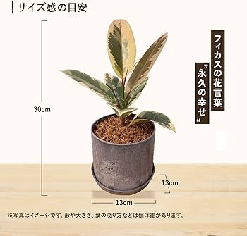 71B1adovnNL._AC_UF350,