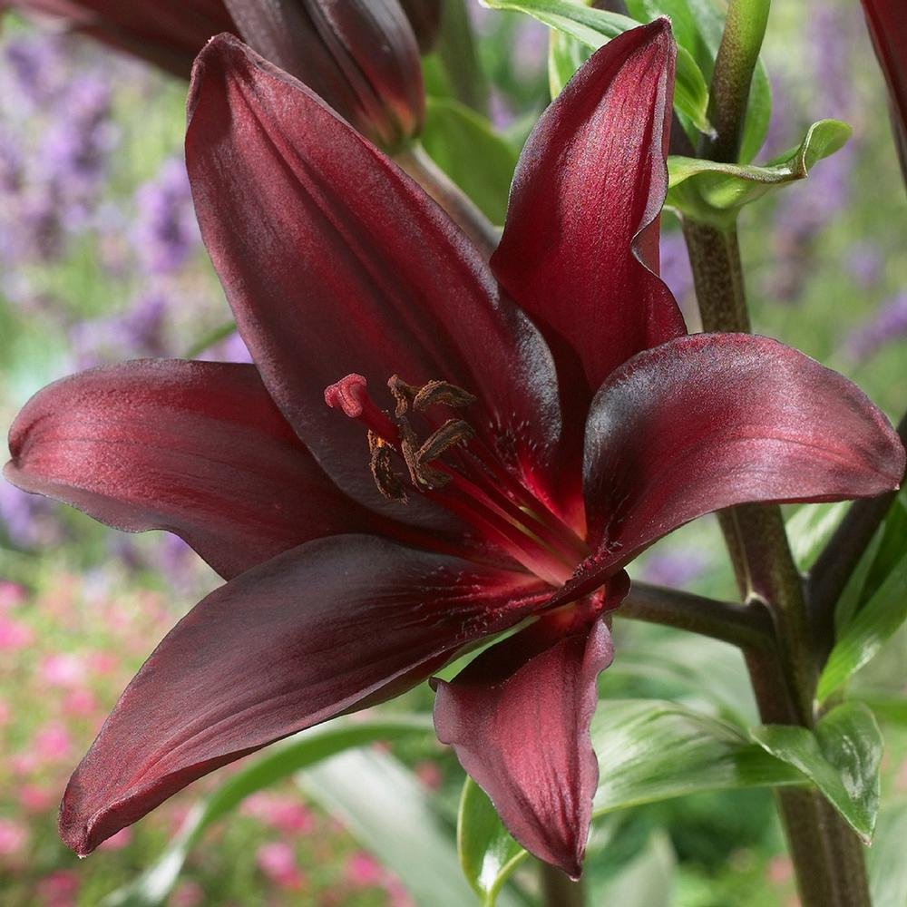 lily Udanta Asiatic Lily Flower Bulbs For Winter Season Dynamix 1pc Red