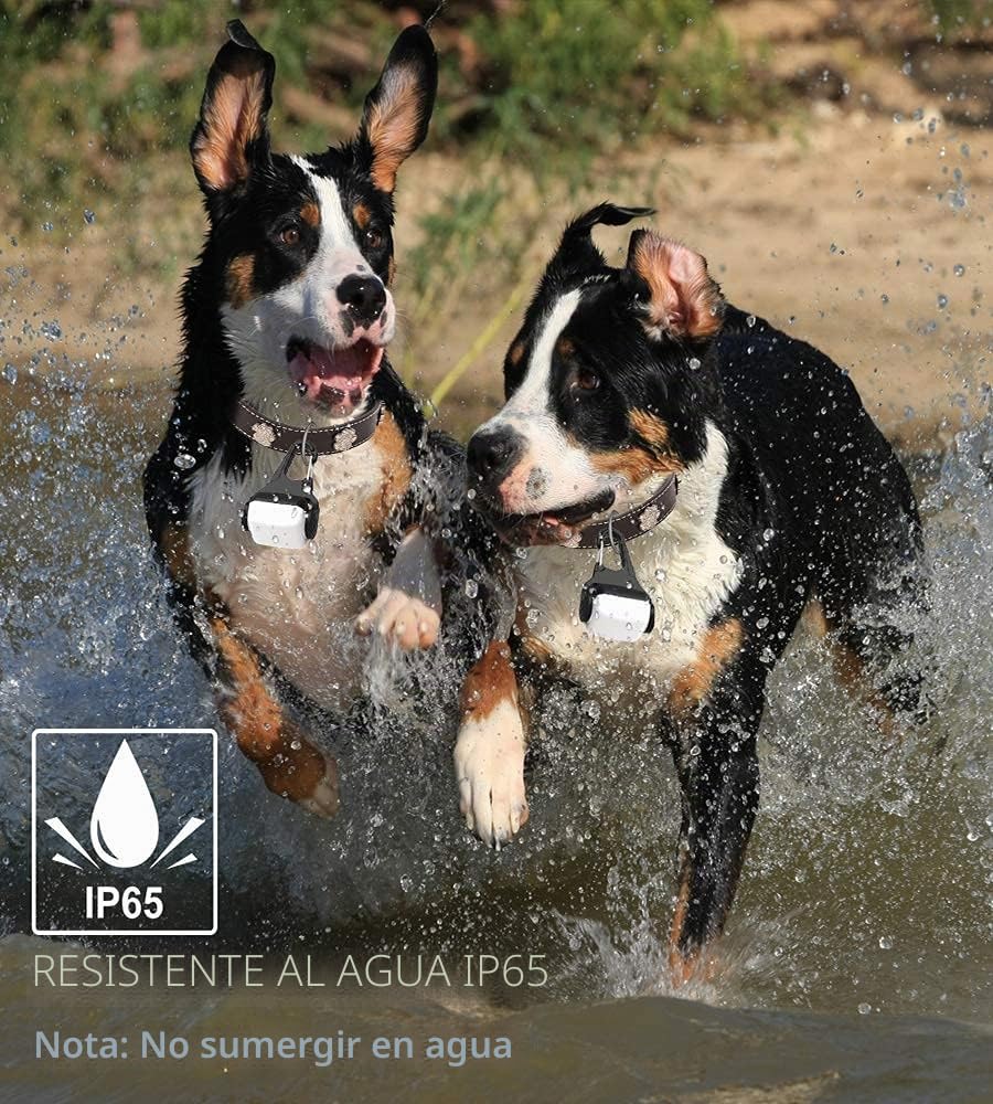 Derlights Luz LED para collar de perro, recargable por USB, impermeable IP65, seguridad para la oscuridad, Plástico Acrilonitrilo butadieno estireno
