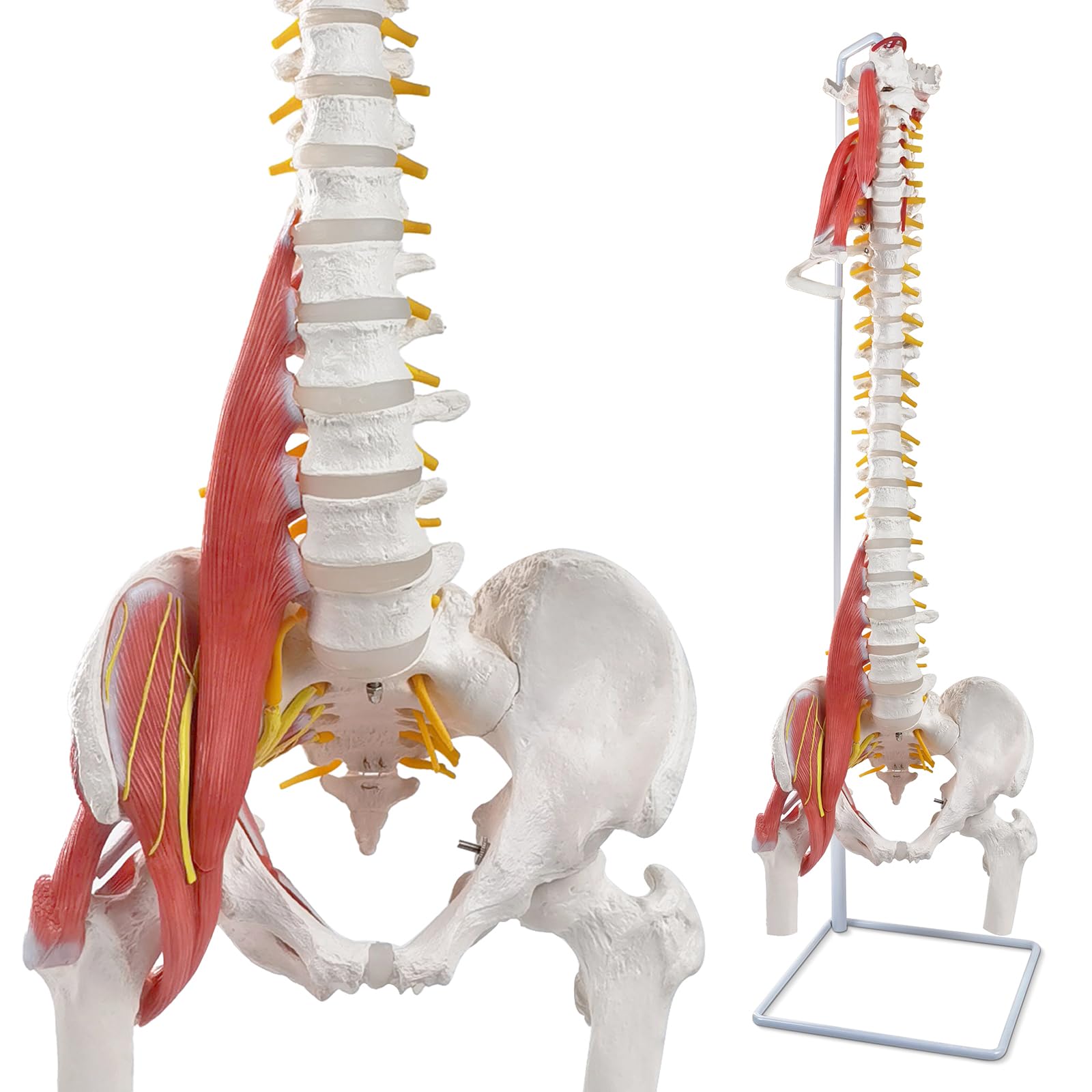 Amazon.co.jp: EVOTECH SCIENTIFIC 柔軟型人体脊柱モデル 85cm 男性