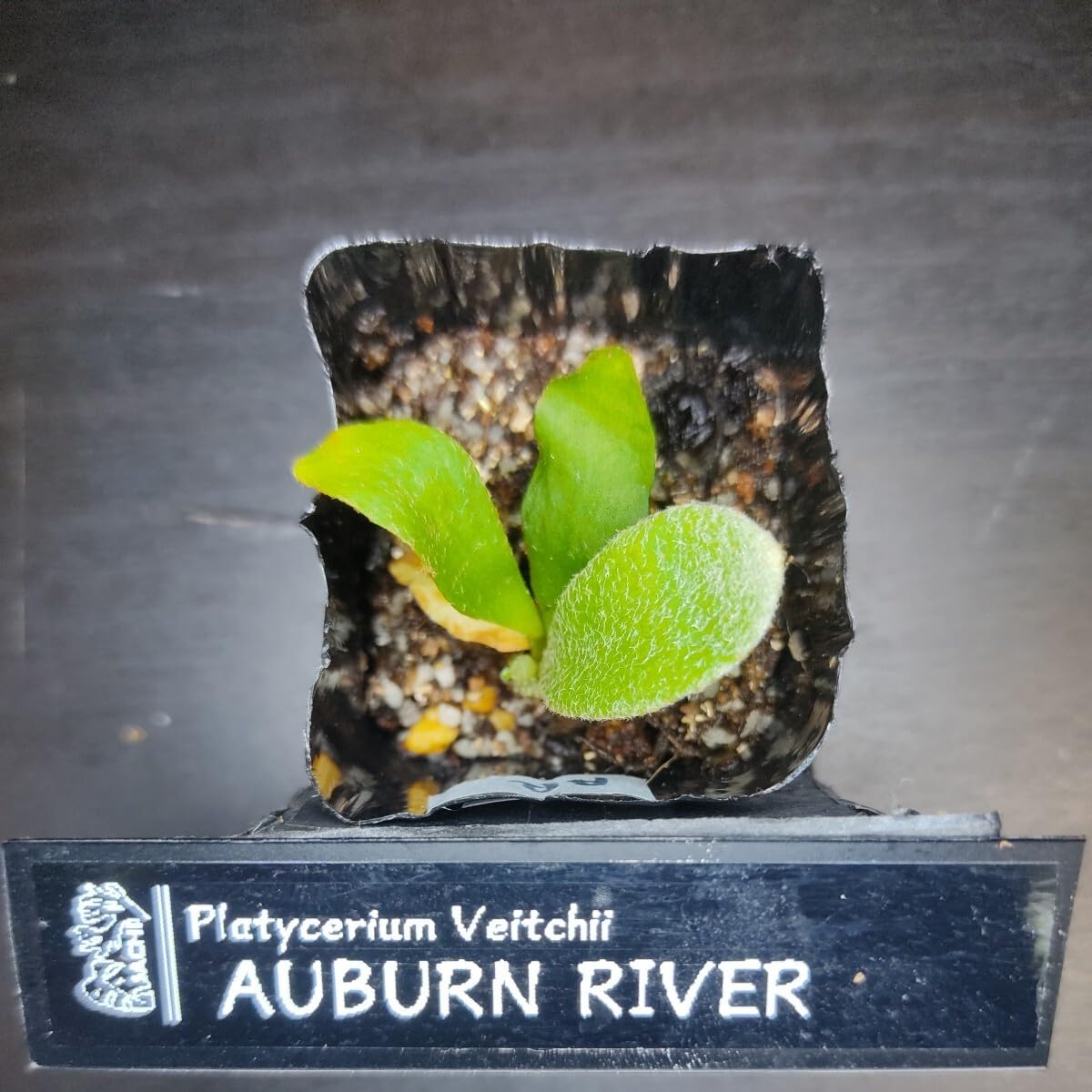 Amazon.co.jp: P.Veitchii Auburn river Urban River Seedling No