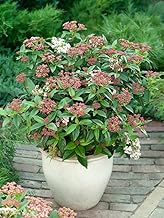 [x1] Viburnum | Tinus Eve | Evergreen Hardy Shrub | Garden Plant | 2lt Pot