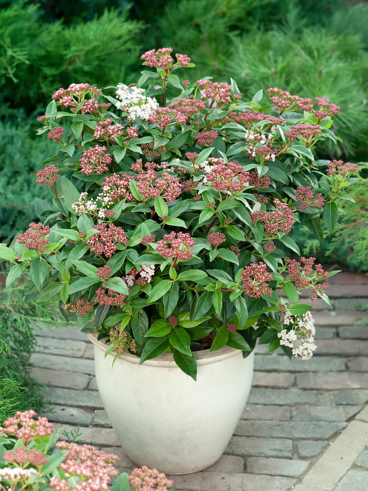 [x4] Viburnum | Tinus Eve | Evergreen Hardy Shrub | Garden Plant | P9 Pots