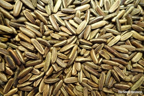 Miniatura 2 de Royal Poinciana Delonix árbol flamboyano semilla exótica 20 semillas flor roja