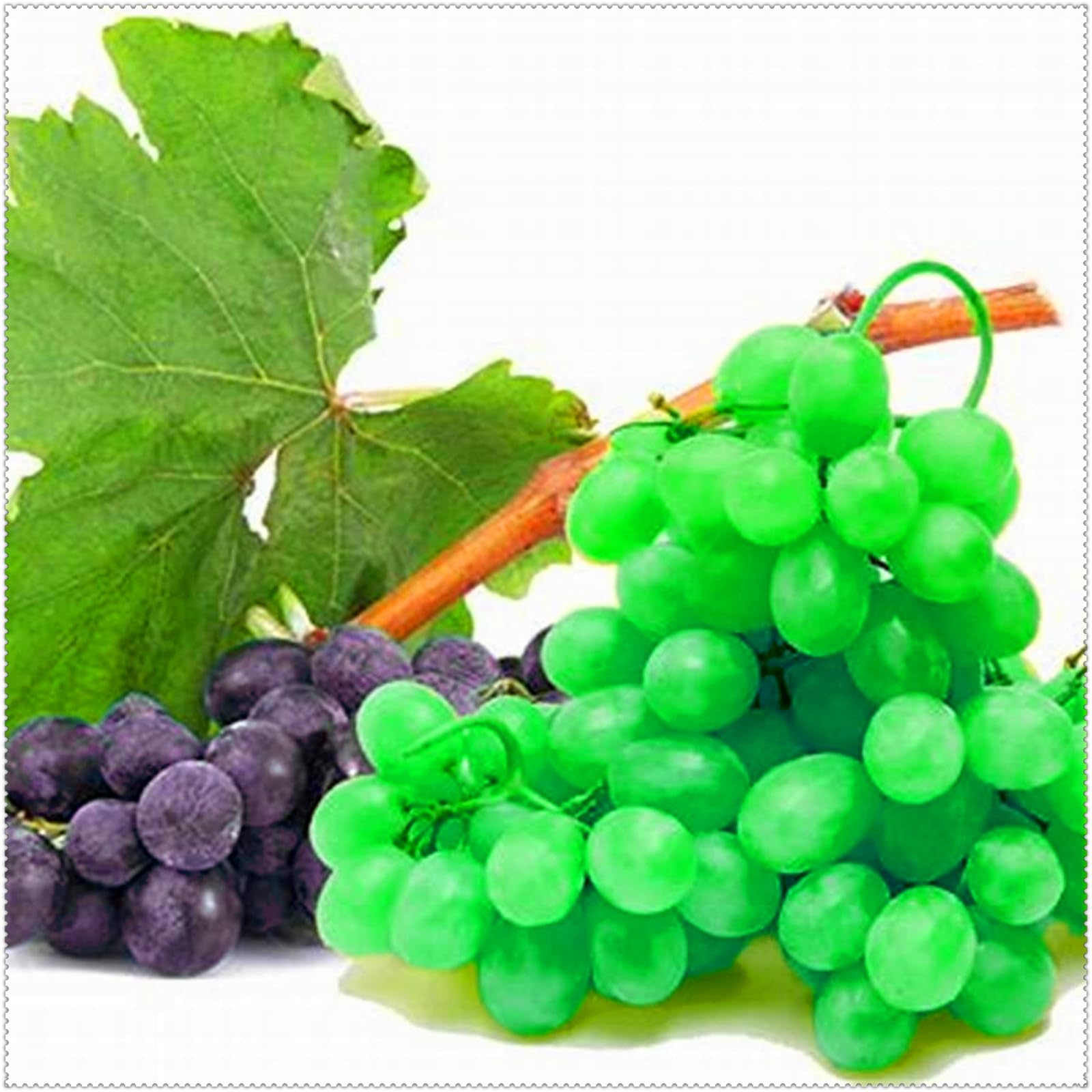 Hardy Grape Vine Roots - Simple to Grow - Perfect for Arbors - Sweet, Juicy Harvest-3 Bulbs-C