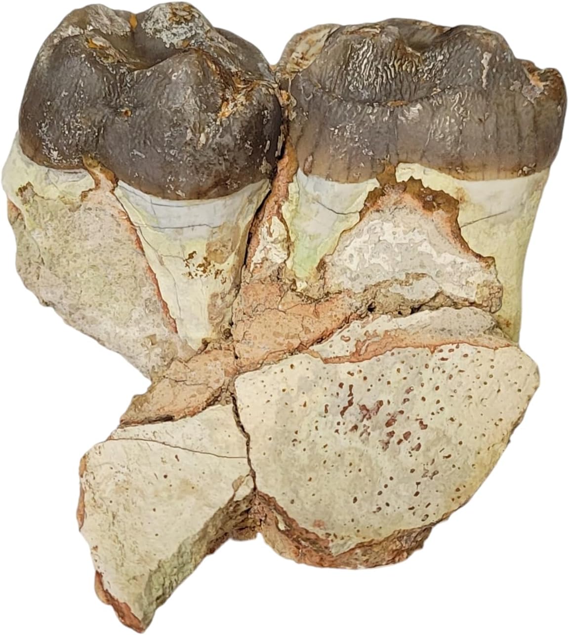 archaeotherium mortoni Mammal Mineral Fossils Stone Healing Crystals ARCHAE3 Geofossiles