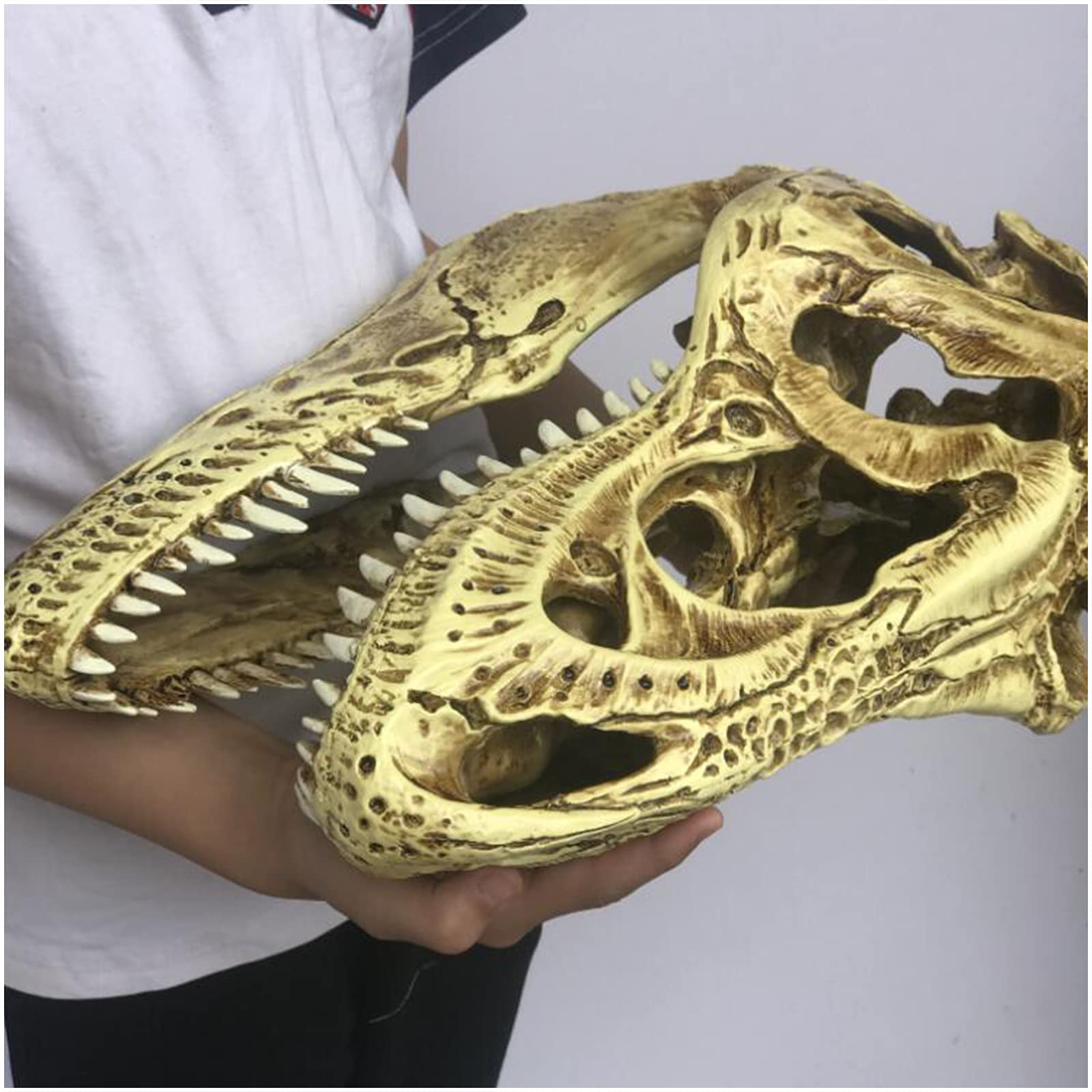 Amazon.co.jp: ティラノサウルスレックスの頭蓋骨モデルレプリカ恐竜の