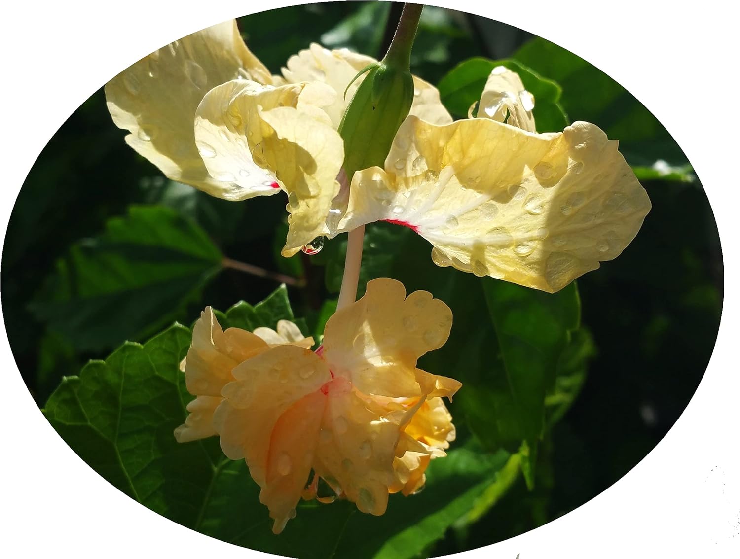 Lions Tail Yellow - Heirloom Tropical Hibiscus rosa-sinensis El Capitolo Sport - Live Plant - Rare Unusual Pom Pom Apricot Flower - Emerald Goddess Gardens - Starter Sz 4 Inch Pot