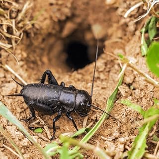 Cricket Sounds