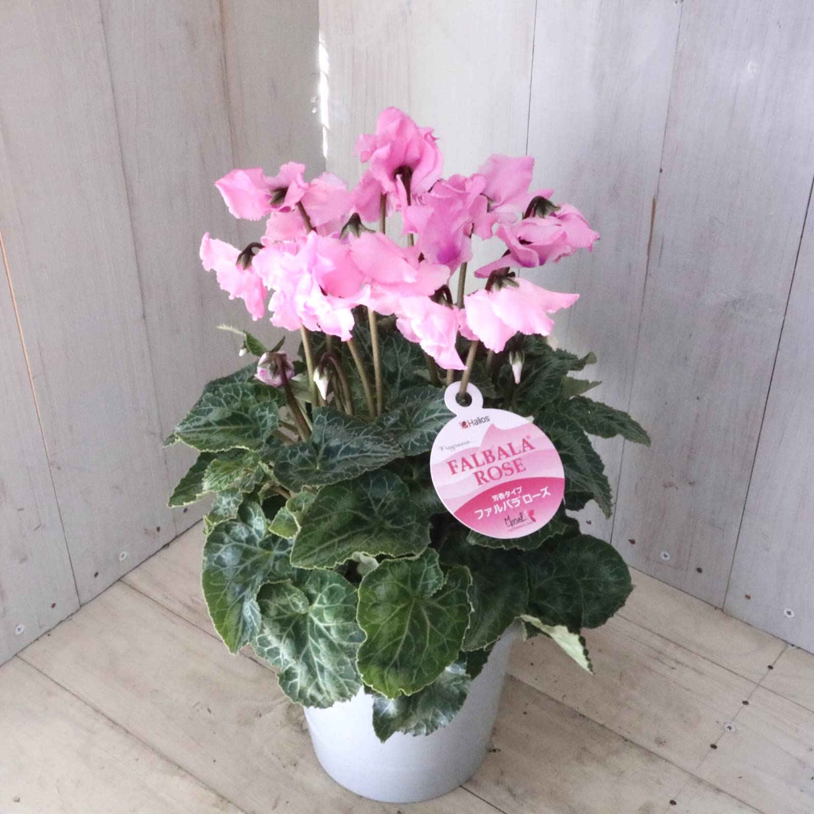 ポーラ サイクラメン 香水 シクラメンの香りcyclamen　Perfume Fragrances Of Cyclamen Flowers (japanese) (shikuramen no kaori