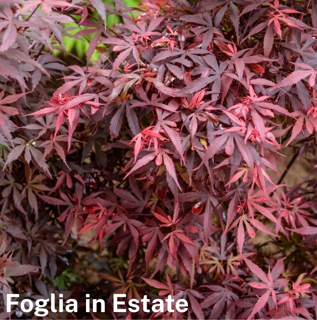 Acero rosso giapponese palmatum "Skeeter's Broom" vaso ø27 cm h 120/150 cm