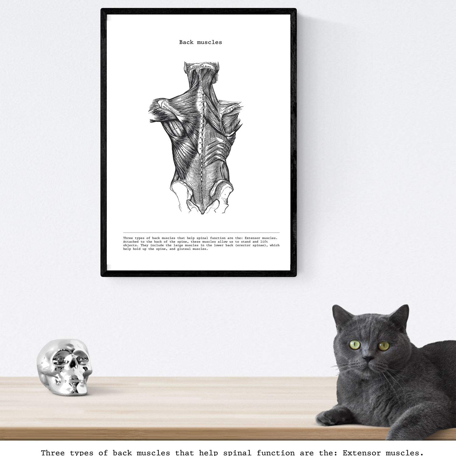 Nacnic Human Anatomy Print, Back, 42L x 7W cm - Image 4