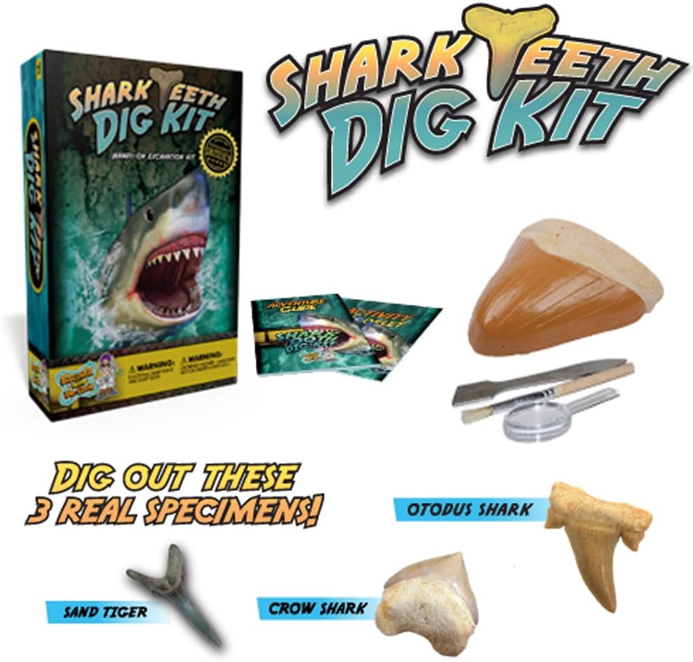 Shark Tooth Dig Kit – Dig Up 3 Real Shark Teeth Fossils!