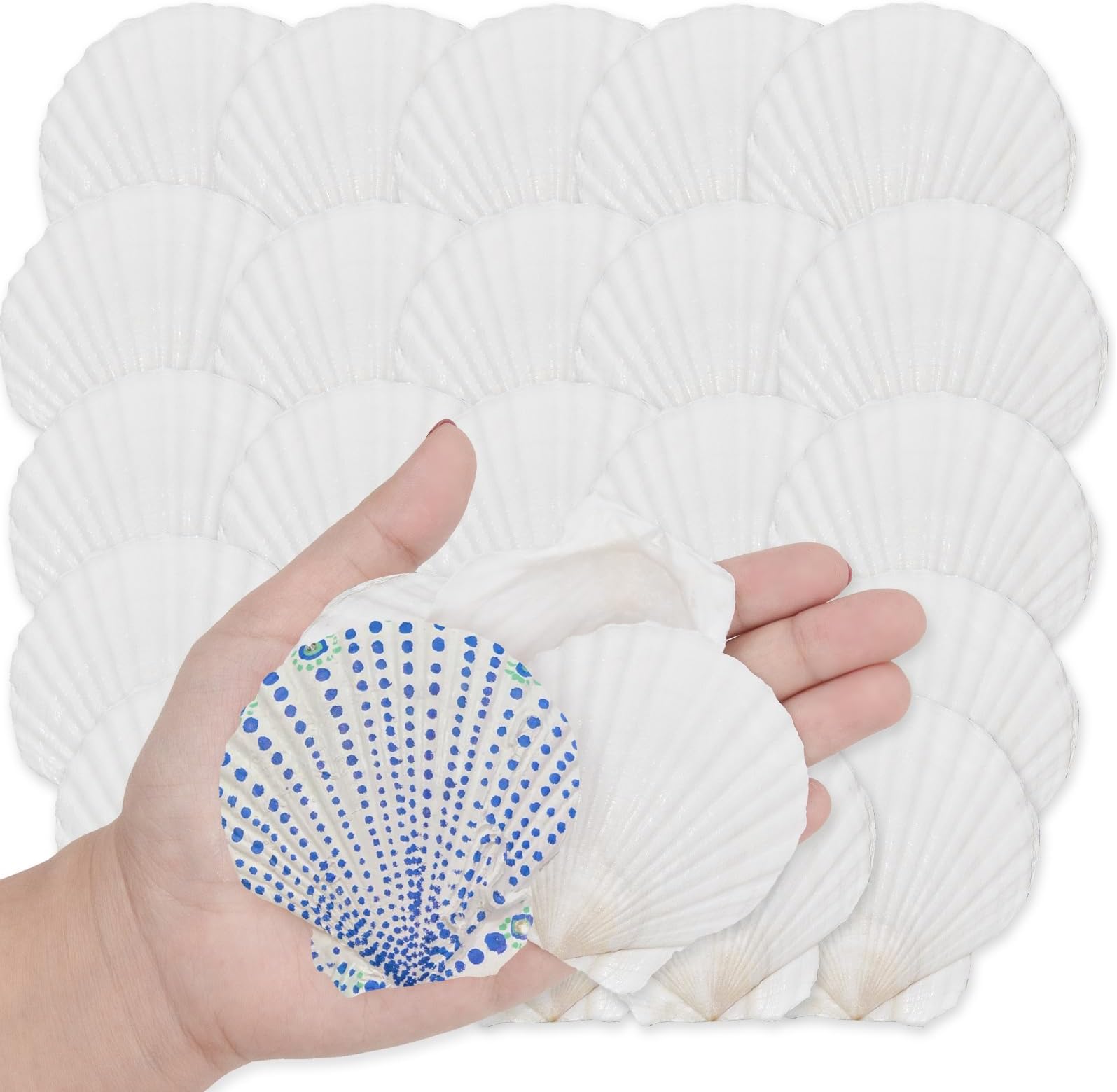 16 PCS 3"-3.5" White Natural Seashell