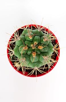 Gymnocalycium Marquezii Kaktüs Özel Tür 8.5 cm Saksıda