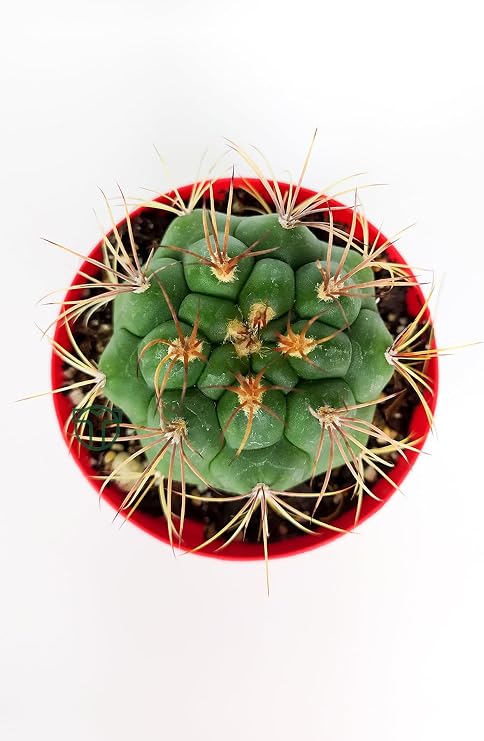 Gymnocalycium Marquezii Kaktüs Özel Tür 8.5 cm Saksıda