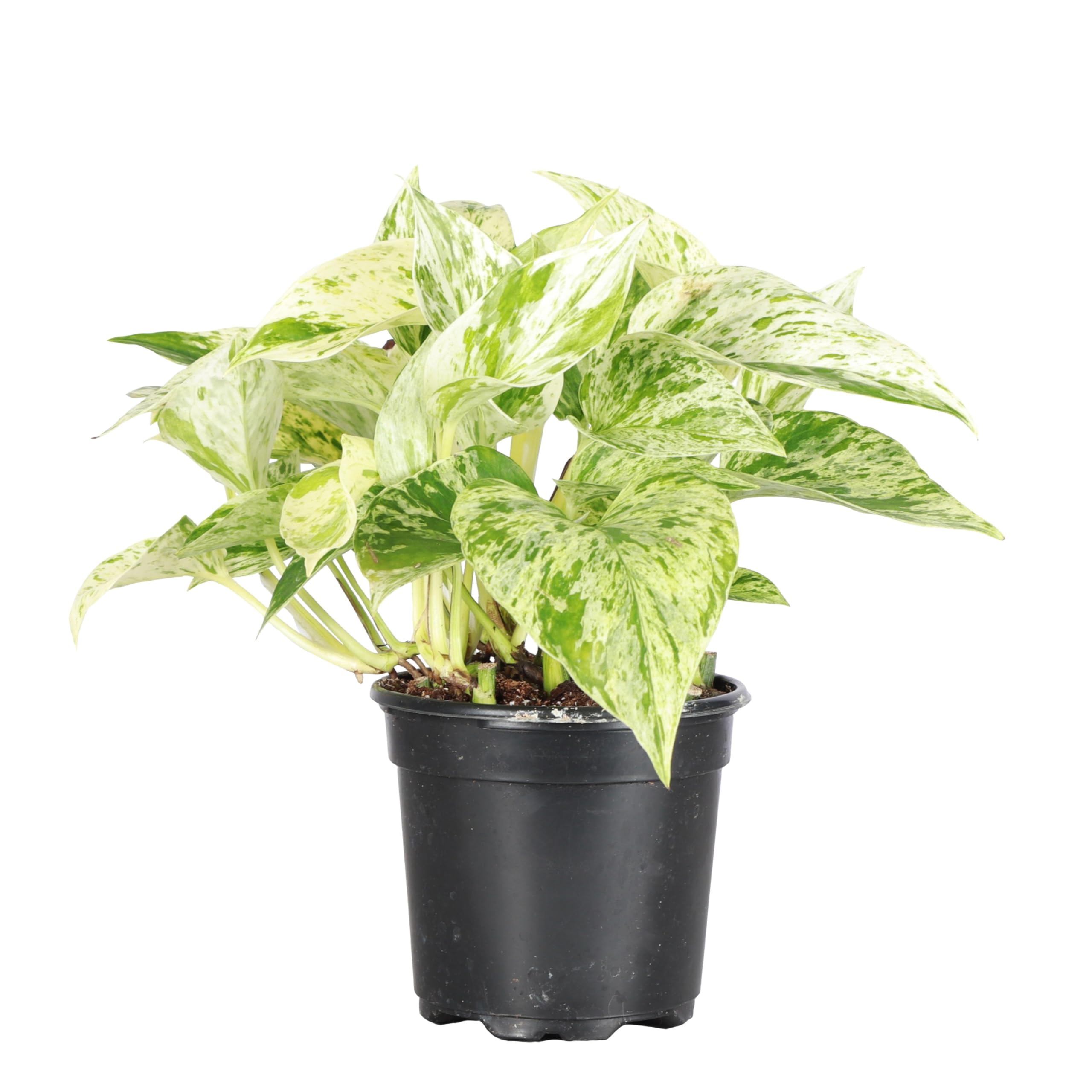 Thorsen's Greenhouse Marble Queen Pothos