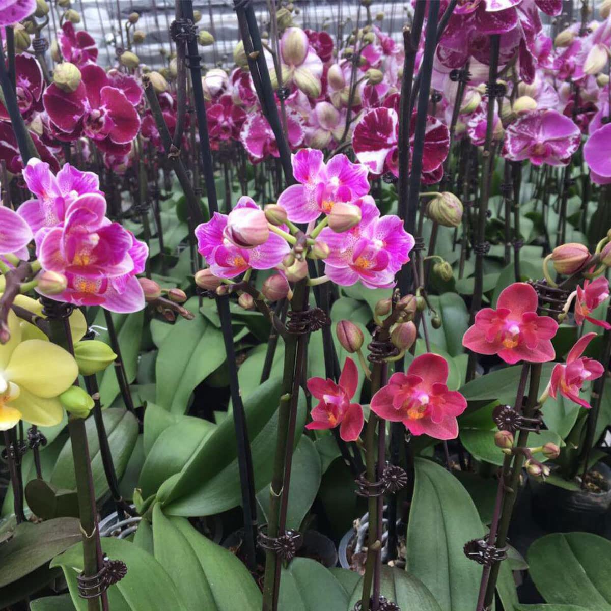 Clip Per Piante Windhager - Set Da 15 Pezzi Verde Per Orchidee E Piante Rampicanti - Foto 3