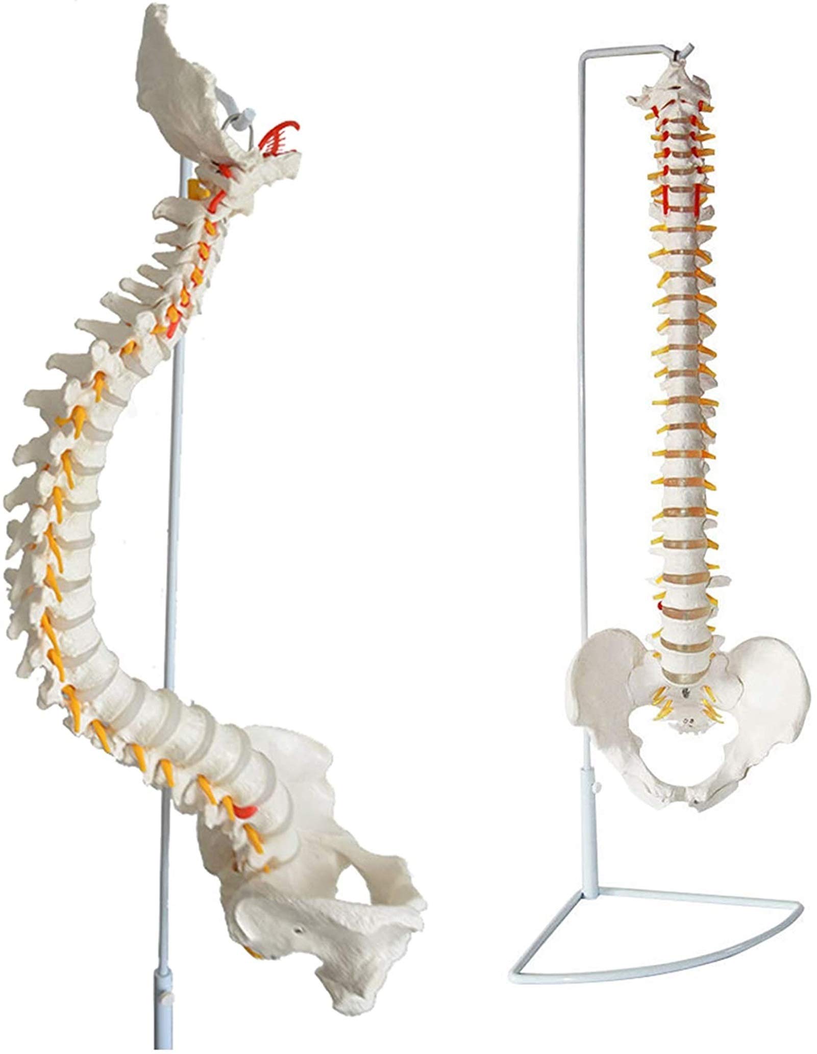 Buy 85Cm Human Spine Model Flexible Chiropractic Spine Model with