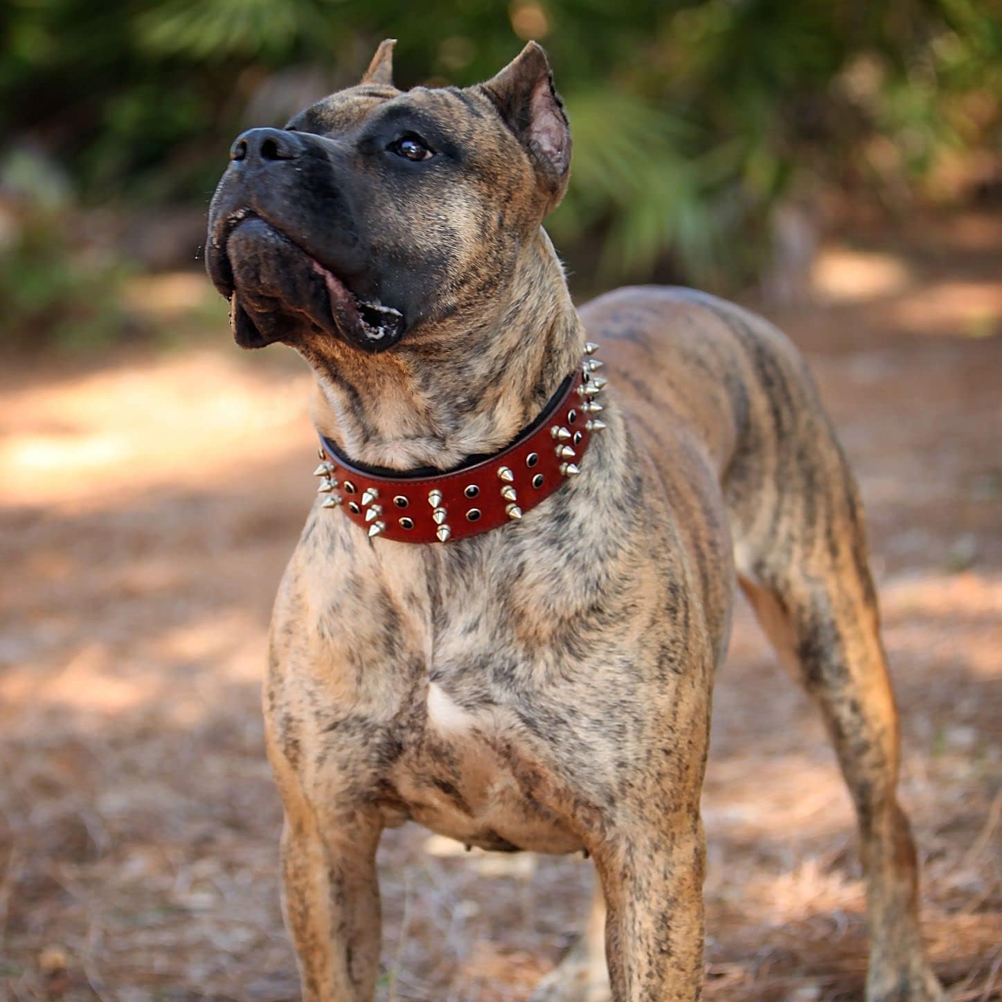 BlazingPaws® Sabrington 2 inch Wide Luxury Spike Leather Dog Collar for Large Dogs with Screw-on Spikes in Premium Cherry Bridle Leather and Soft Suede Leather Padding (Neck Size:19-22 Inches, Cherry)