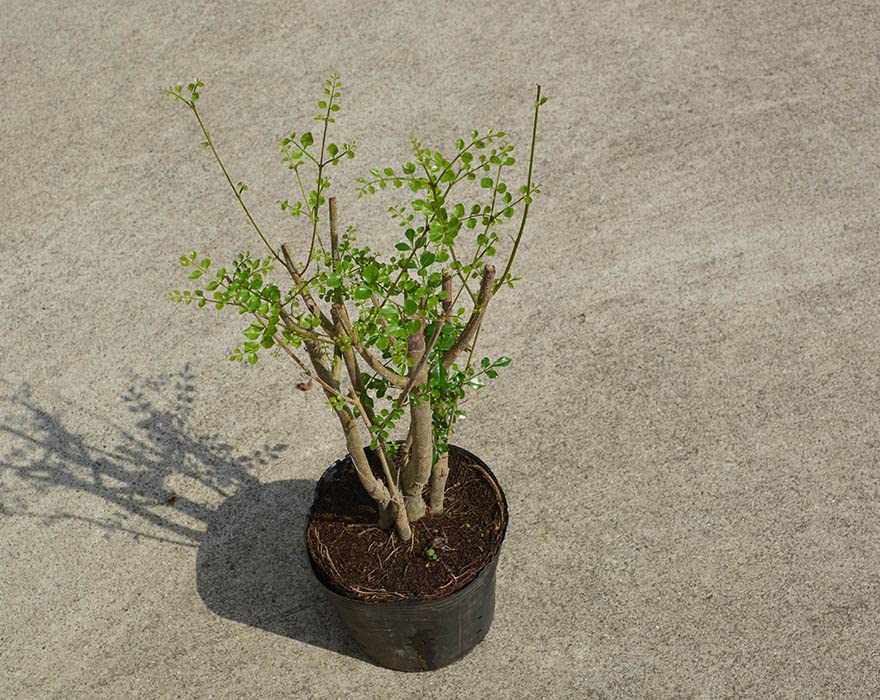 Amazon Co Jp シマトネリコ 約60 70cm 植木 庭木 苗木 シンボルツリー 観葉植物 おしゃれ 島とねりこ Diy 工具 ガーデン