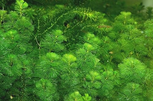 Marcus Fish Tanks Green Cabomba Caroliniana Easy Live Aquarium Plants for Aquatic Freshwater Fish Tank BUY2GET1FREE