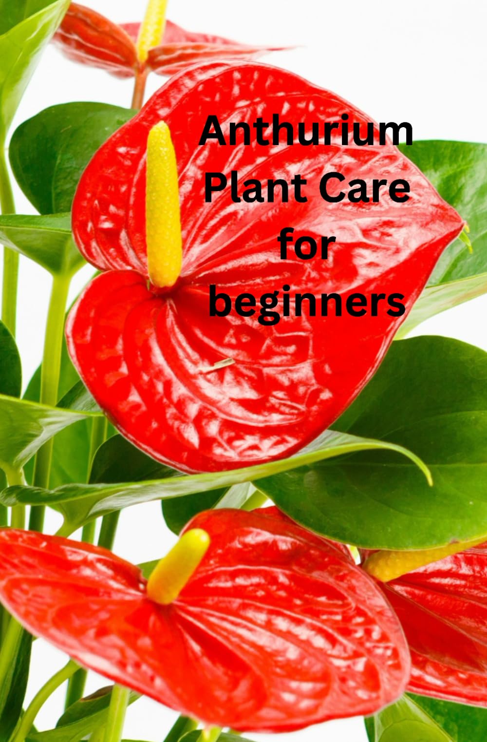 Anthurium Plant Care for Beginners: The Complete Guide to Choosing, Growing, and Caring for Anthurium plants whether your new to house plants or you're an experienced house parent