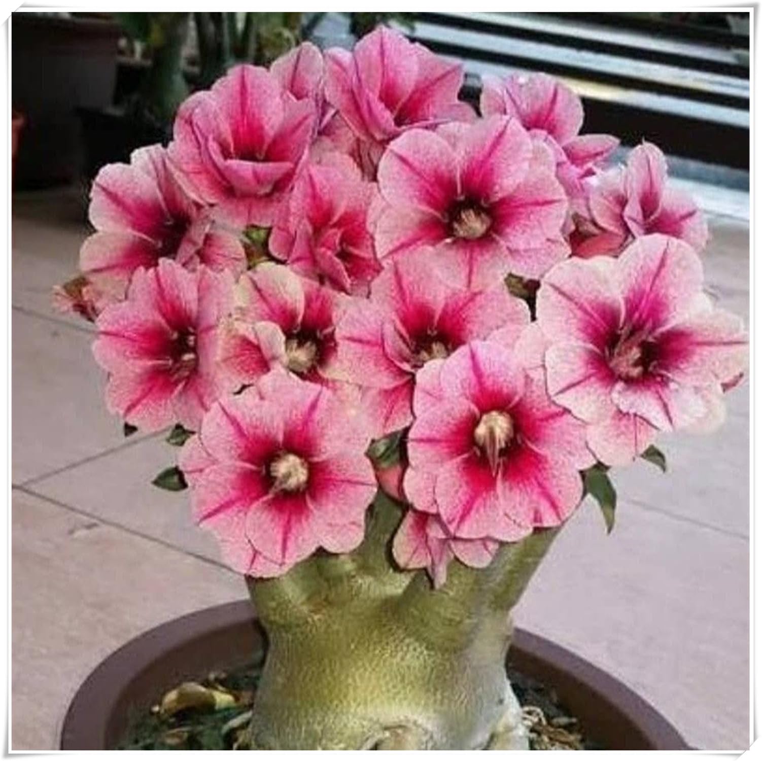 Sottile,Rosa del Deserto Rara-Compatta,Naturale, Rizoma di rosa del deserto -Robusta, Elegante-4 Bulbi-G