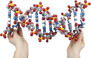 Dynamic DNA Kit© 2 Base Pairs