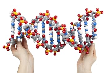 Dynamic DNA Kit 12 Base Pairs
