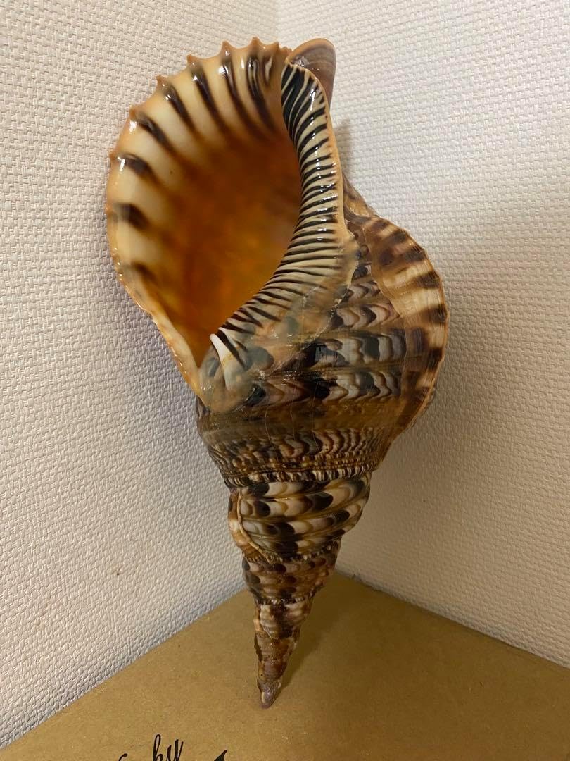 綺麗な特大肉厚49.5㎝アラフラオオニシ法螺貝　ほら貝　ホラガイ❣️ 綺麗な特大肉厚49.5㎝アラフラオオニシ法螺貝 ほら貝 ホラガイ