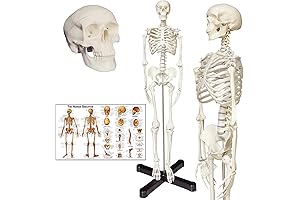 Life-Like Human Skeleton Anatomy Model for Comprehensive Anatomy & Physiology Studies