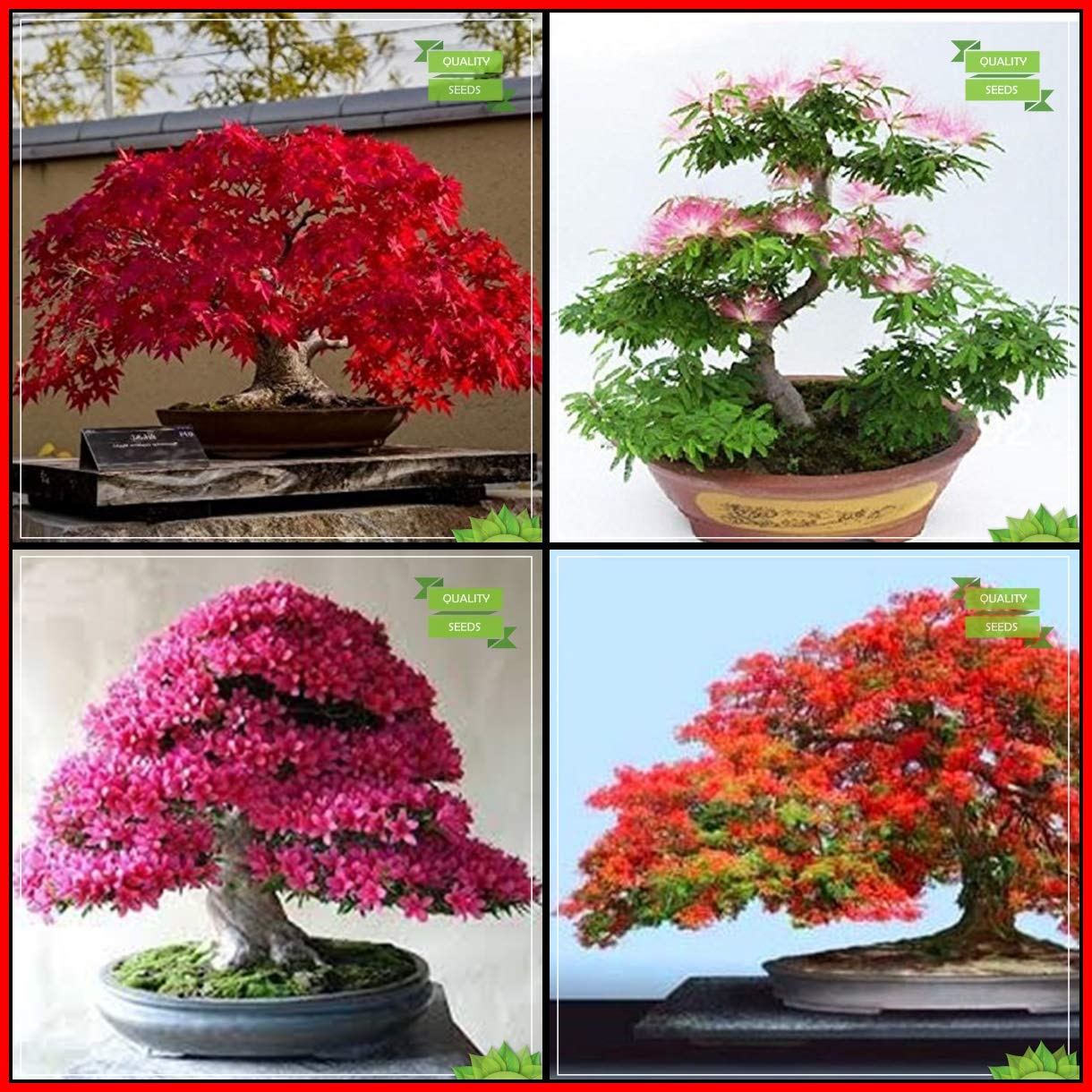 Creative Farmer Garden Seeds Combo Bonsai Suitable Tree : Japanese Maple, Pink Siris, Sakurakaia, Gulmohar Bonsai Suitable Tree For Gardening (B07HTL3SZW) Amazon Price History, Amazon Price Tracker