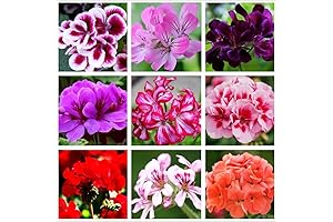 Superior Geranium Mix Seeds for Abundant Blooms