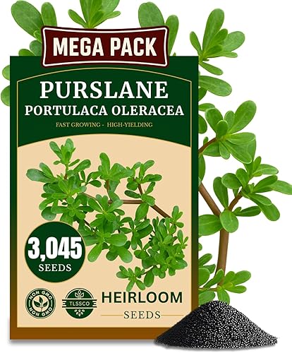Más de 3000 semillas de verdolaga verde para plantar, semillas no transgénicas - Crecimiento rápido, sabor auténtico - Alto rendimiento, reliquia