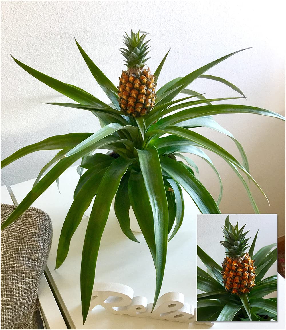 zimmerpflanze mit silbernen blttern Philodendron mamei  tropische Schnheit mit samtigen Blttern und sil   Secret Garden Plant Shop