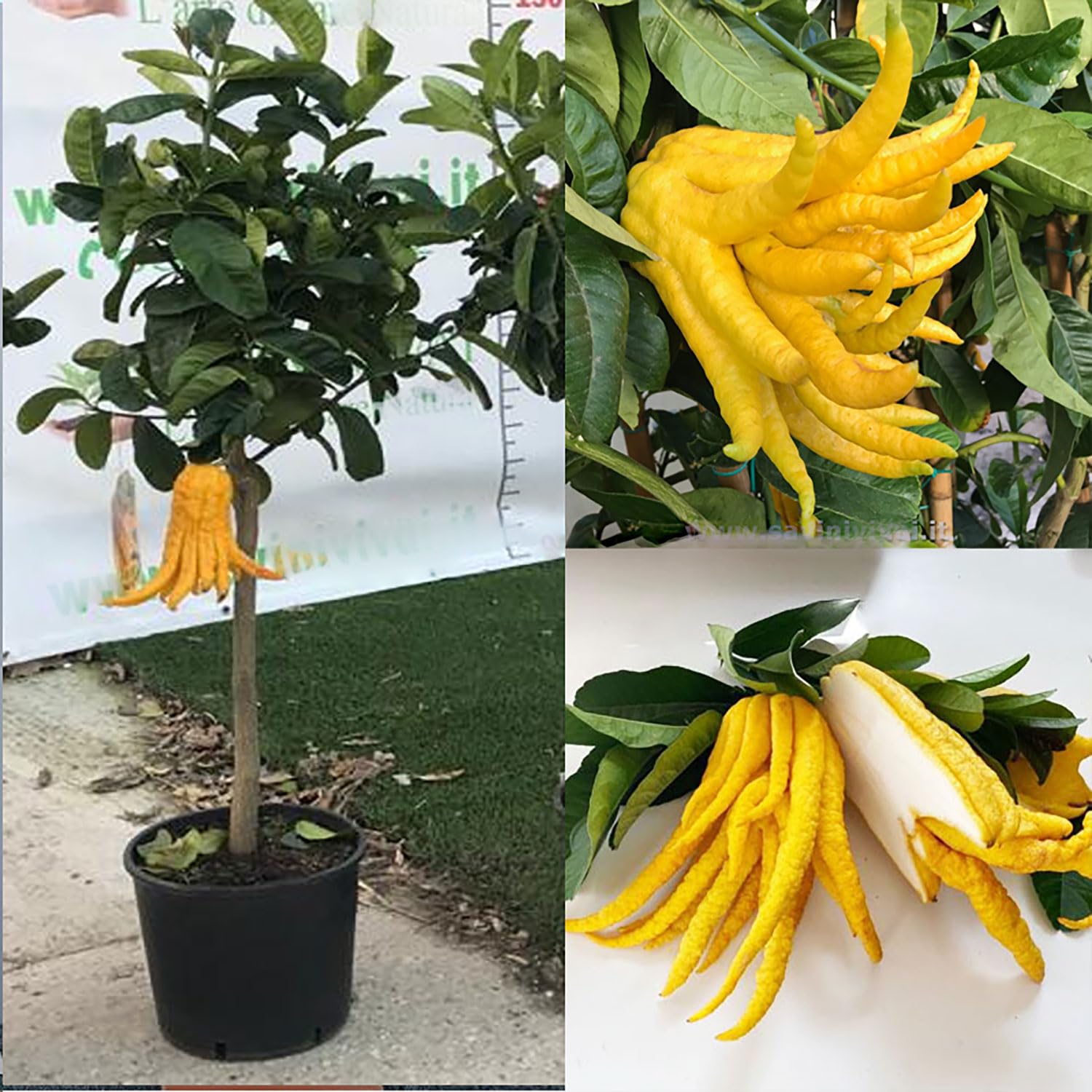 SAVINI VIVAI Pianta di Cedro Albero di Agrumi Cedro Mano di Buddha in Vaso da 35 cm Altezza 150-180 cm 6-7 Anni di innesto Made Italy