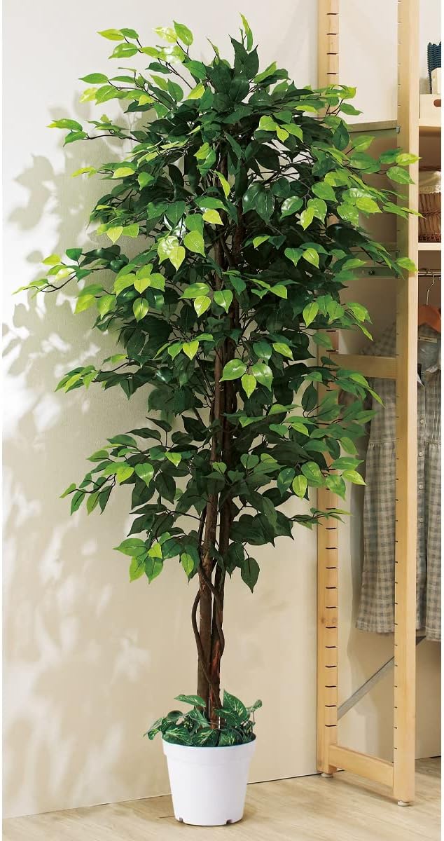 コハウチワカエデ 株立ち 【品番3352】 楽天市場】【不在置きOK限定