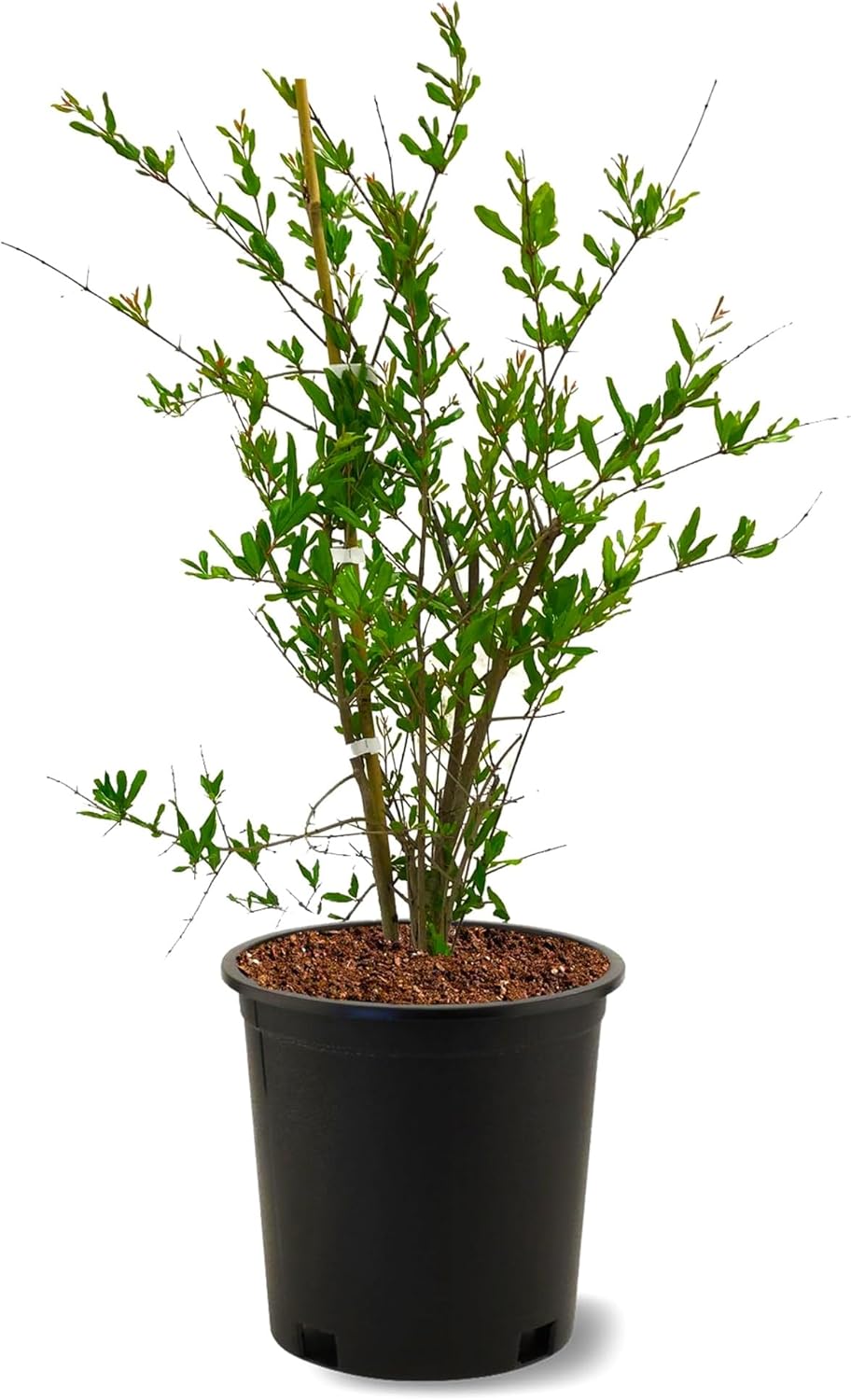 American Plant Exchange Pomegranate Tree 'Wonderful' – 5-Gallon Pot – Live Fruit-Bearing Tree, Cold-Hardy, Sweet & Tart Red Fruit for Home Orchards, Patios, Gardens & Edible Landscapes