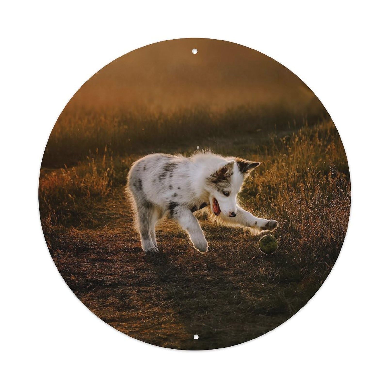 Cwbufd Vintage Style Animal Border Collie Puppy Backlight Playful Moment Autumn Grassland Tennis Ball Golden Hour Vintage Metal Tin Sign Plaque Wall Decor For Cafe, Club Bar, Office, Garden Metal Poster 8X8inch