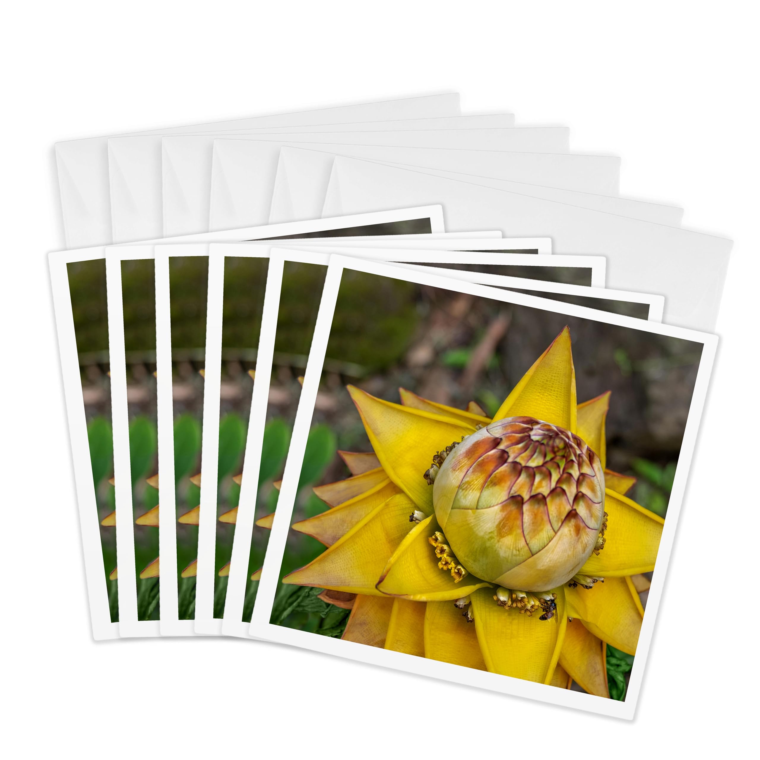 3dRose Greeting Cards - Chinese dwarf banana plant - 6 Pack - Flower