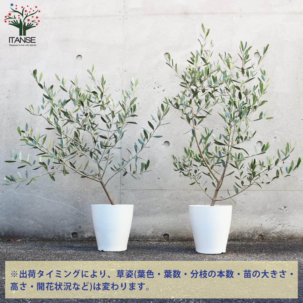 Amazon.co.jp: オリーブの苗木 品種：フラントイオ 6号白テーパード鉢