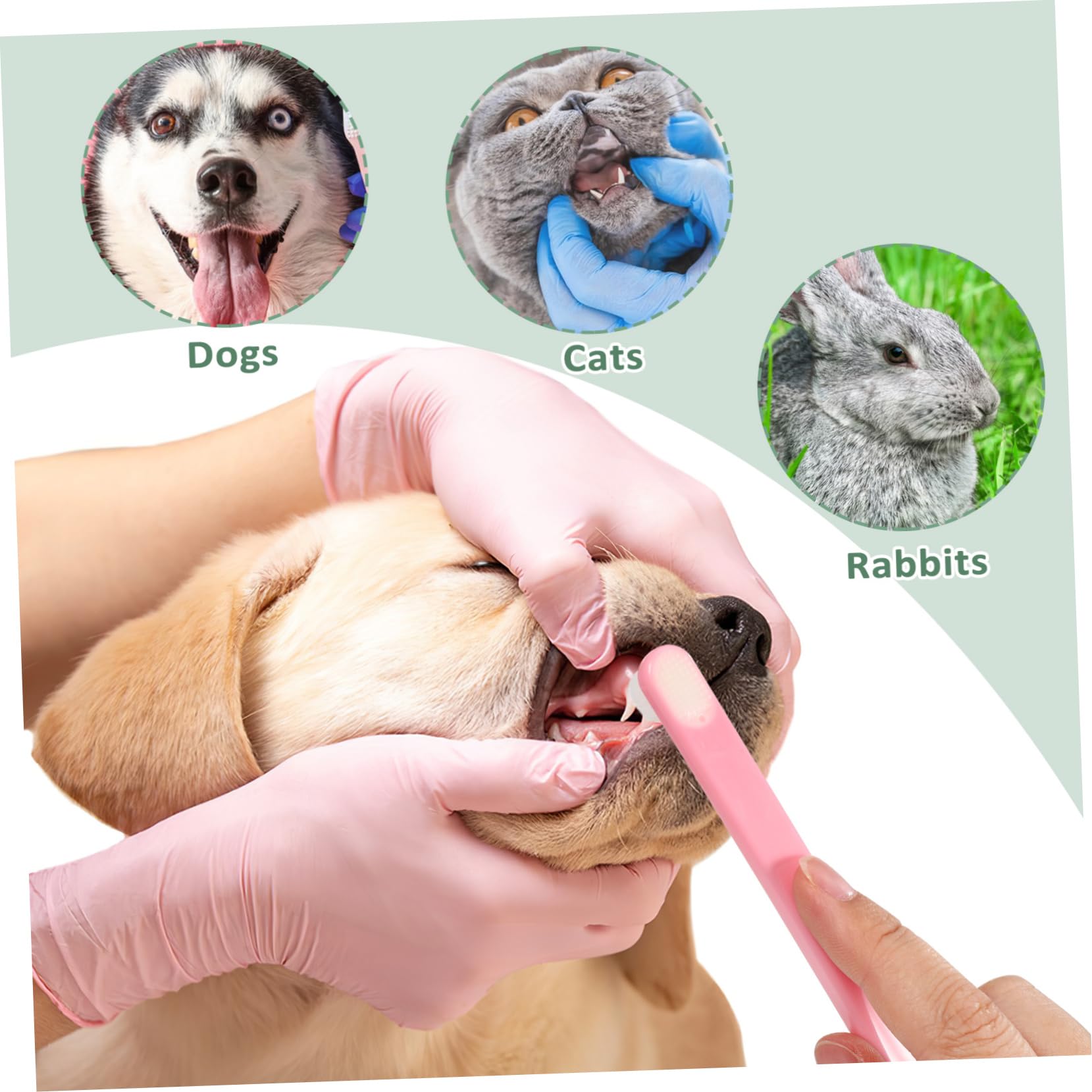 Yardwe 15stücke Zahnbürsten Für Hunde Und Katzen Weiche Borsten -Kopf Für Sanfte Zahnreinigung Tierpflege Für Kleine Und Haustiere