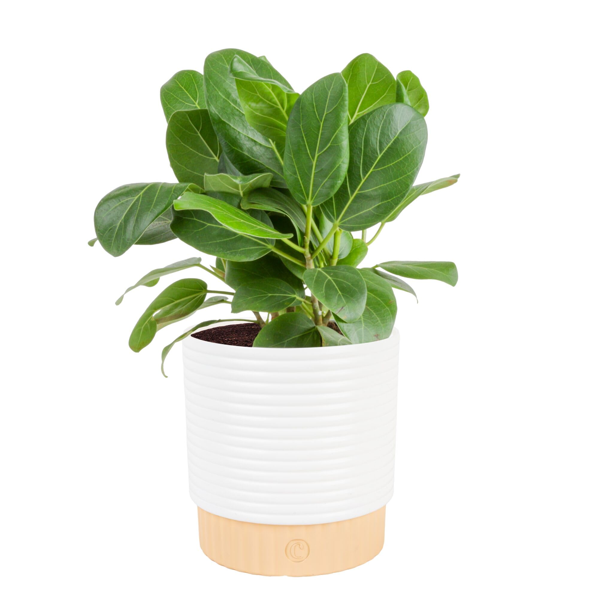 Costa Farms Ficus Audrey